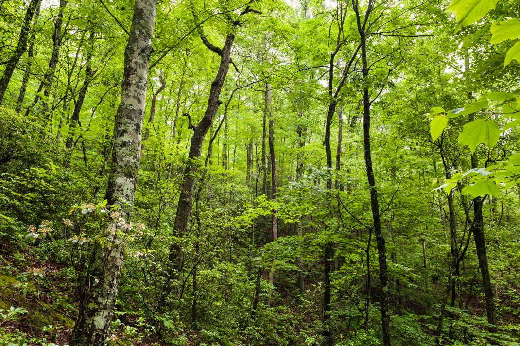 Tennessee2012_7455